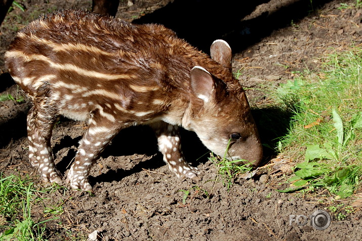 Mūsu pašu ZOO