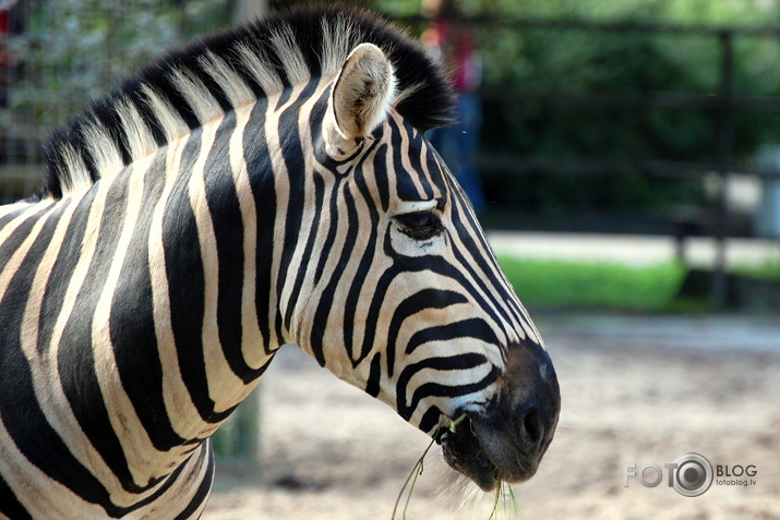 Mūsu pašu ZOO