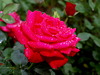 roze 