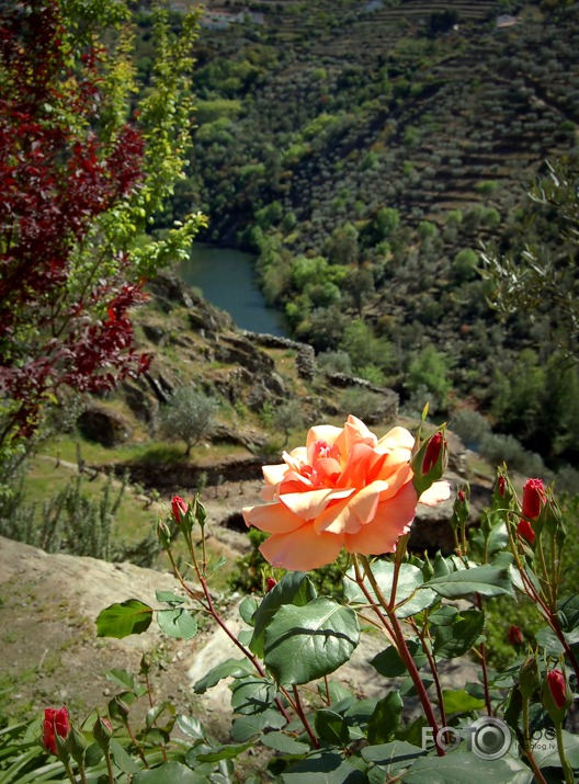 Doru ieleja un Panascal vīna darītava, Portugāle.