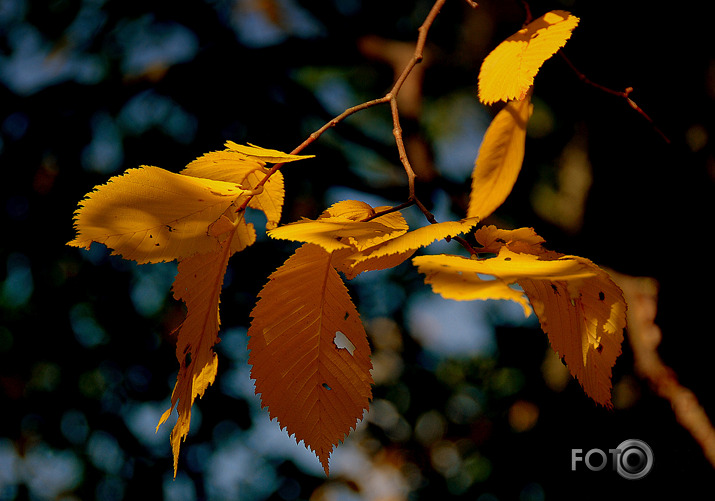 Rudens rotaļa II