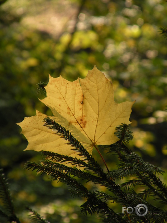 Rudens skaistums