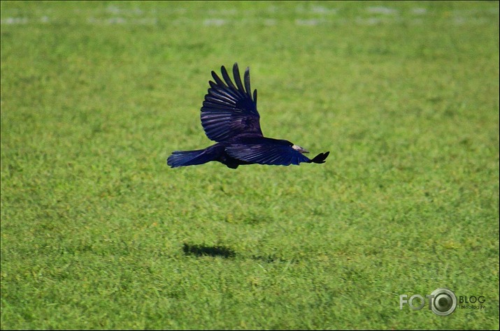 Gandrīz kā putns