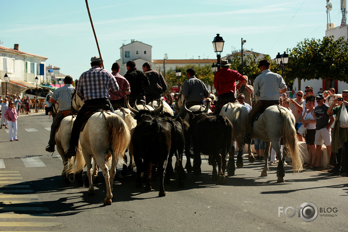 Viena diena Camargue