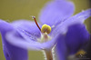 Violetā