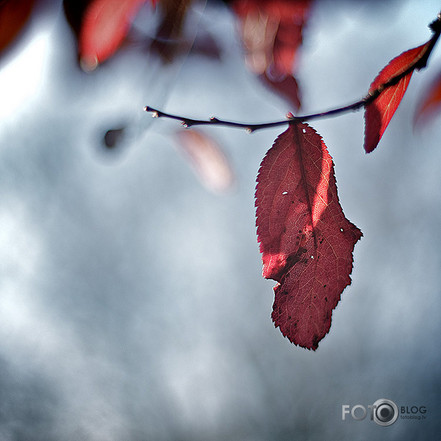 Rudens