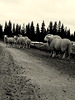 norvēģu aitas