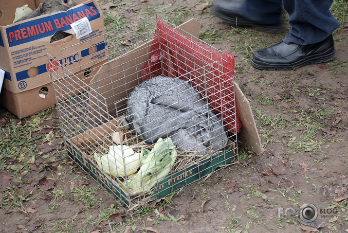 Mārtiņdienas gadatirgus Siguldā