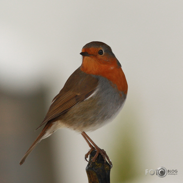 Skaistulītis Robins