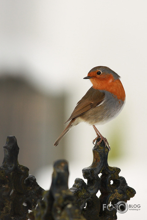 Skaistulītis Robins