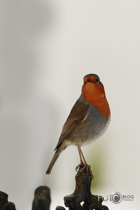 Skaistulītis Robins