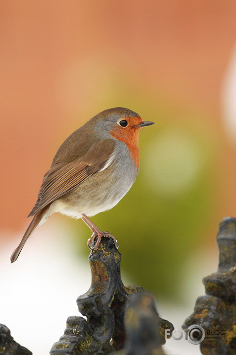 Skaistulītis Robins