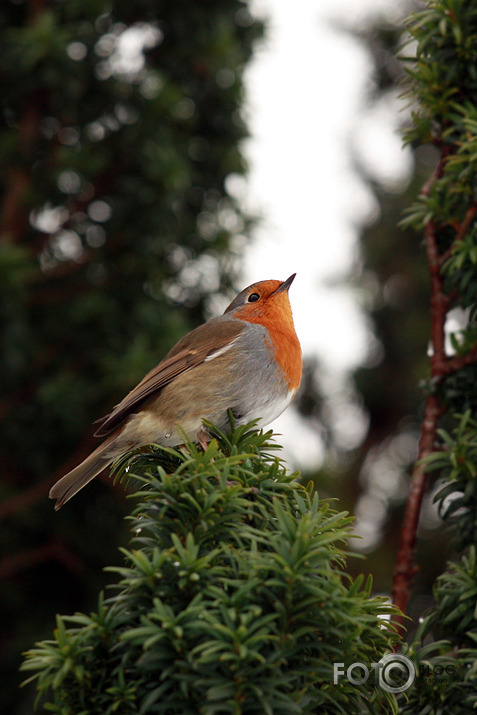 Skaistulītis Robins