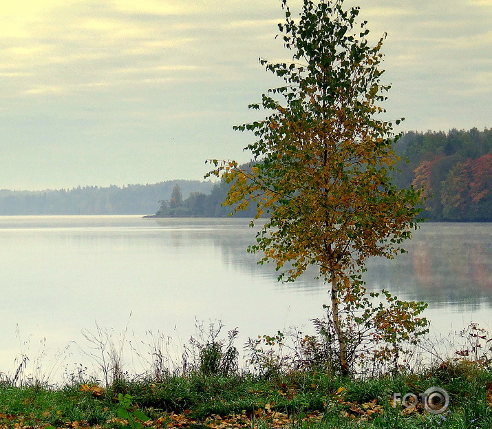 daugava pie kokneses...