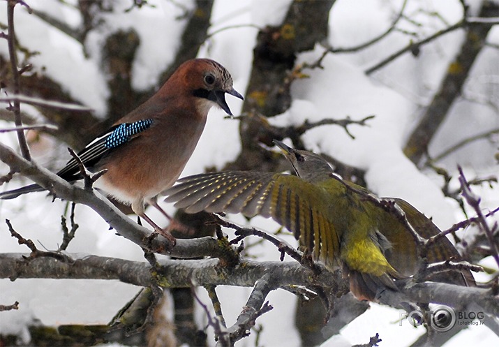 Pelēkā dzilna : sīli = ?