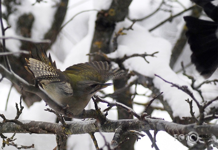 Pelēkā dzilna : sīli = ?