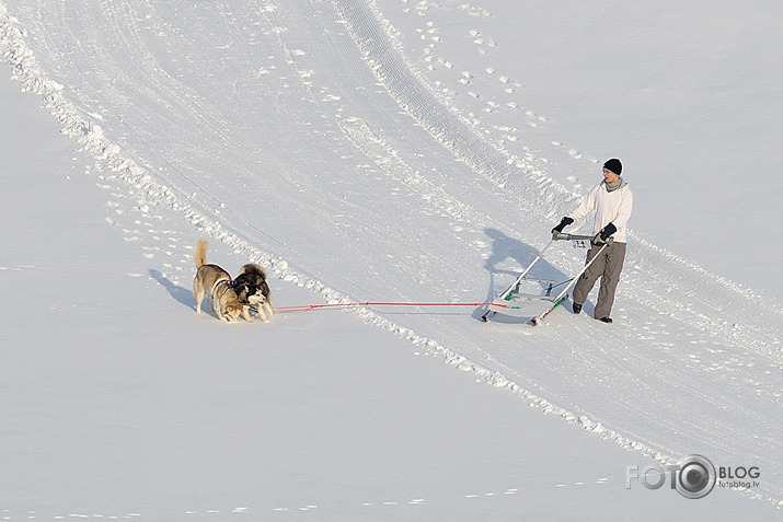 Suņu pajūgi Kamparkalnā...