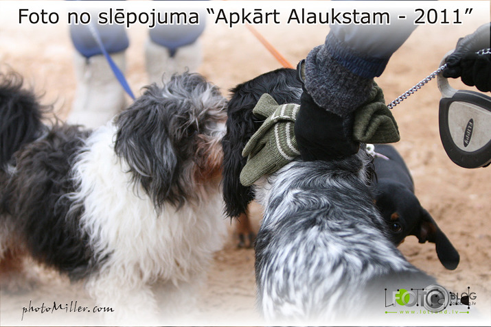 Slēpojums Apkārt Alaukstam