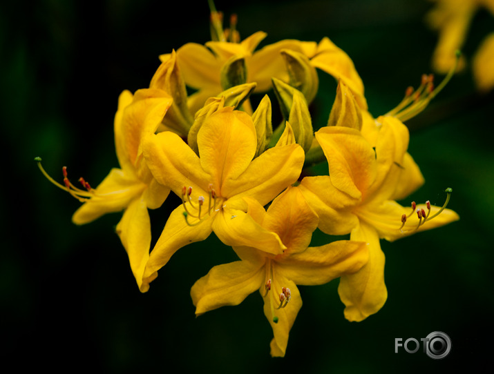 Rododendri