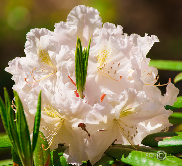 Rododendri