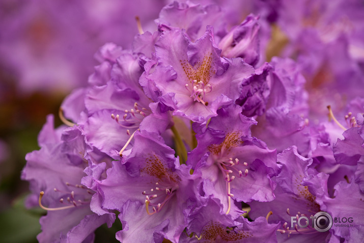 Rododendri