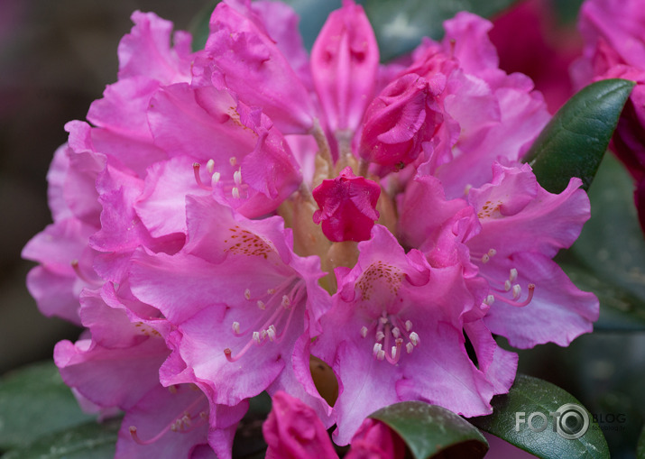 Rododendri