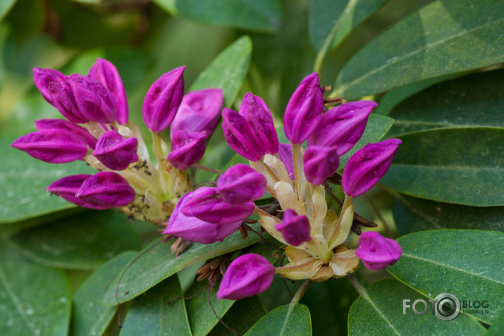 Rododendri