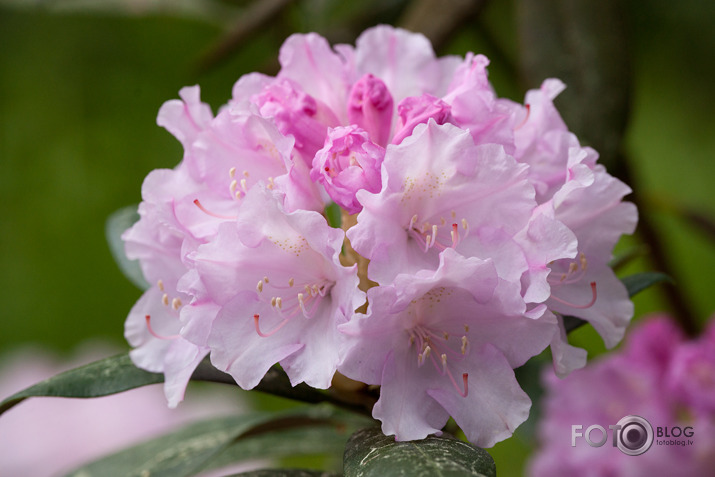 Rododendri