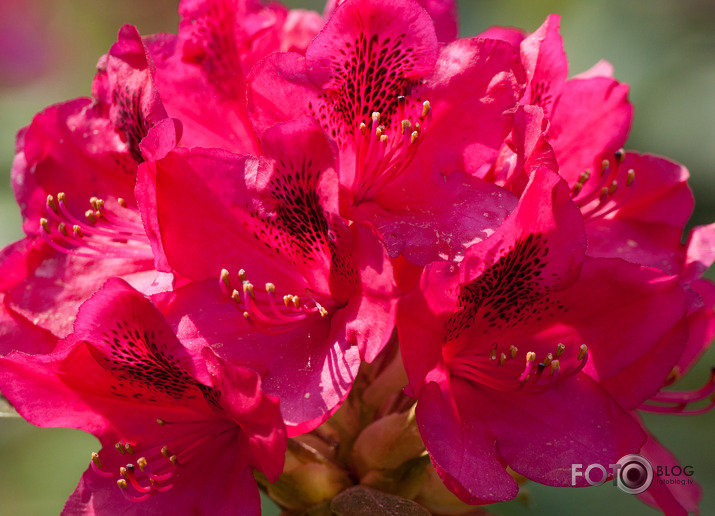 Rododendri