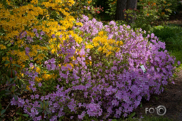 Rododendri