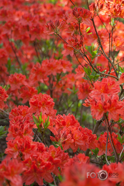 Rododendri