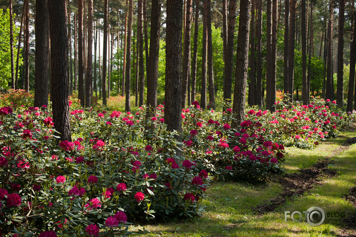 Rododendri