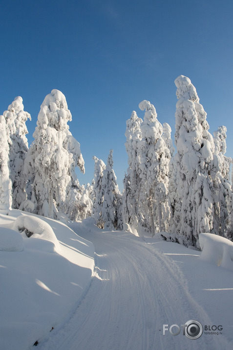 Ziemas ainiņas.