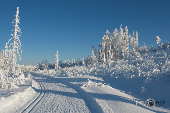 Ziemas ainiņas.