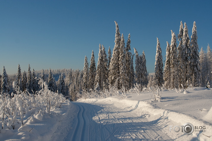 Ziemas ainiņas.