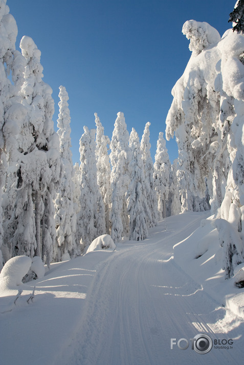 Ziemas ainiņas.