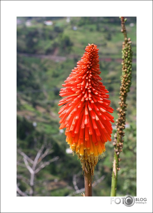Madeira