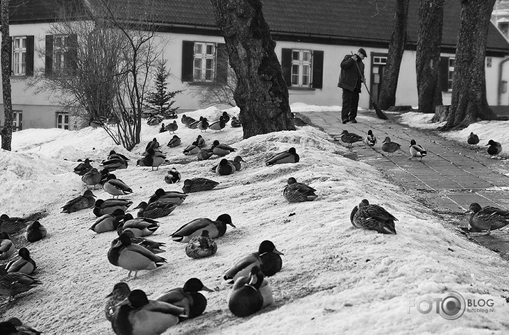 Katrai pīlei savu sētnieku!