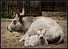 Pie mammas drošāk... (Rīgas zoo)