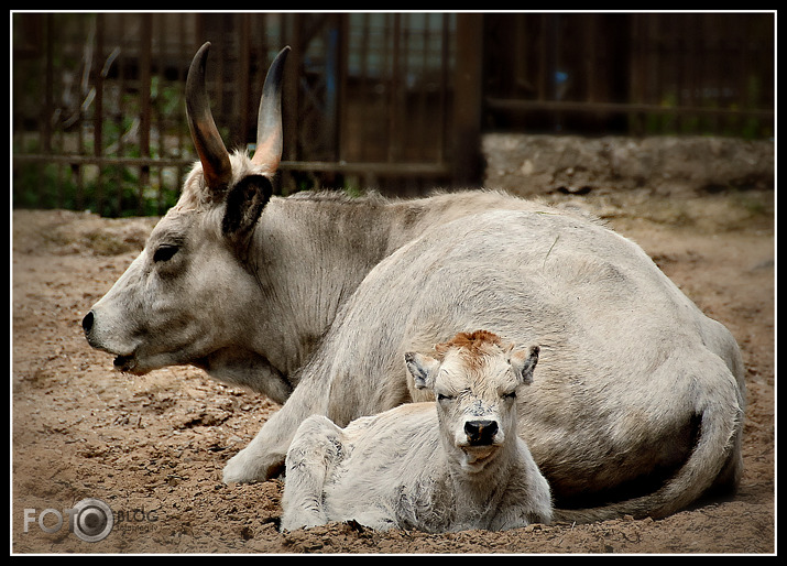 Pie mammas drošāk... (Rīgas zoo)