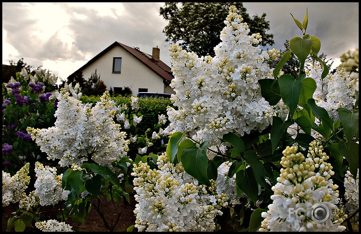 Ceriņu dārzā