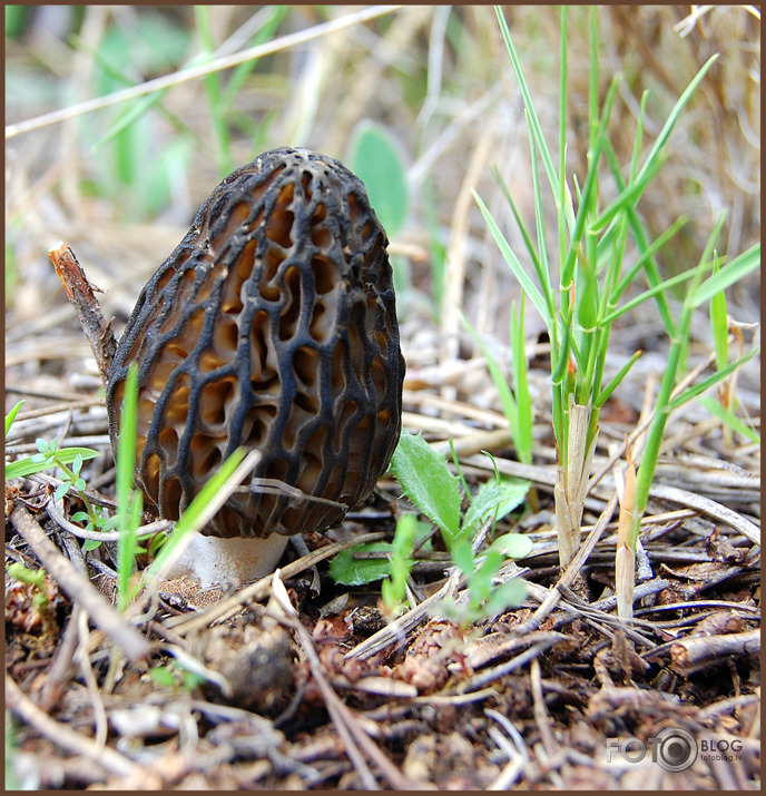 Seenjoshana pavasarii....