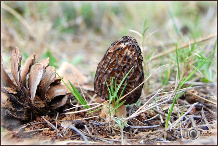 Seenjoshana pavasarii....