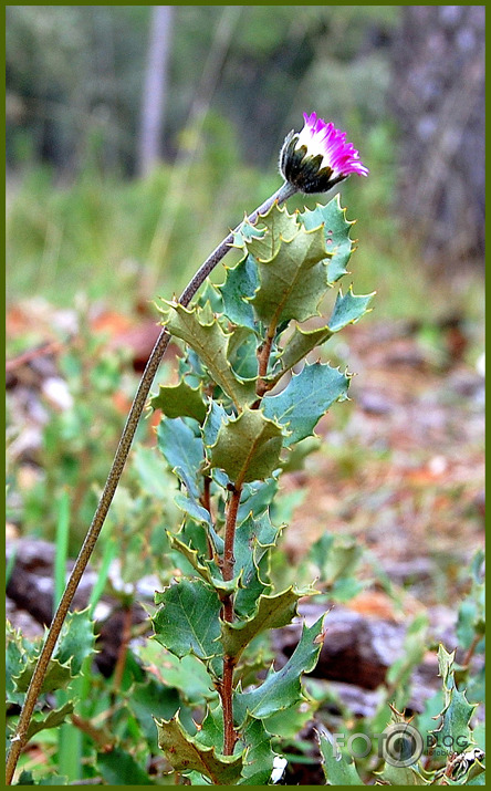 Seenjoshana pavasarii....