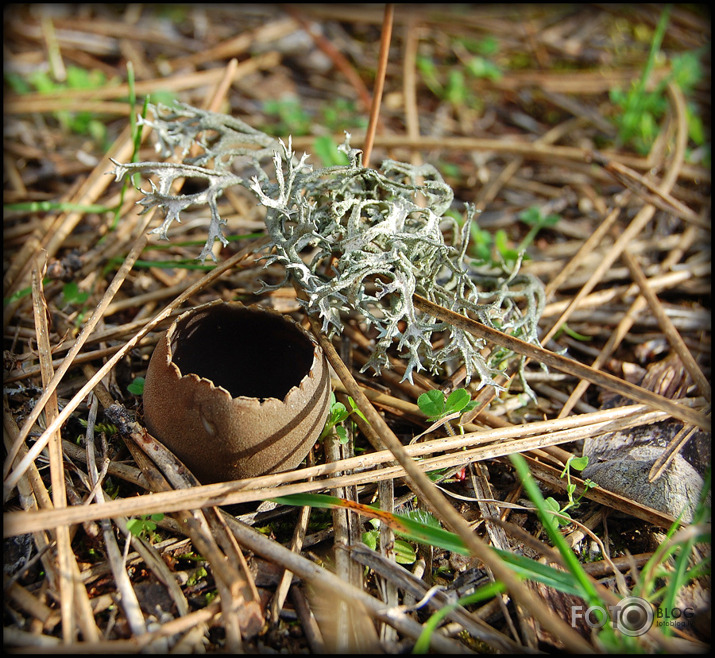 Seenjoshana pavasarii....