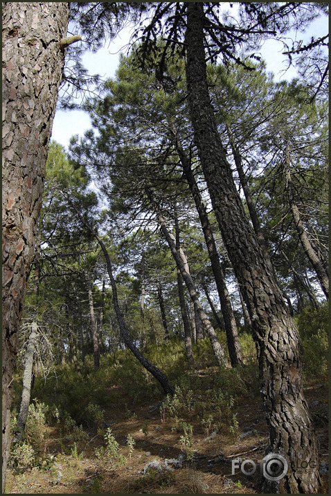 Seenjoshana pavasarii....