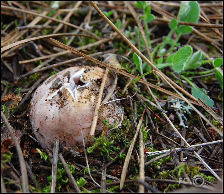 Seenjoshana pavasarii....