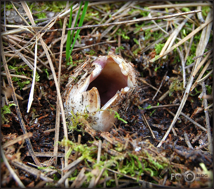 Seenjoshana pavasarii....