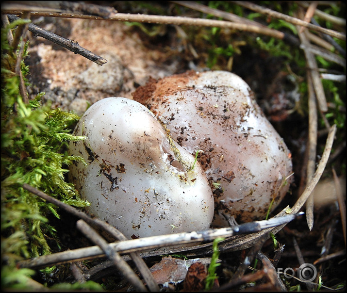 Seenjoshana pavasarii....