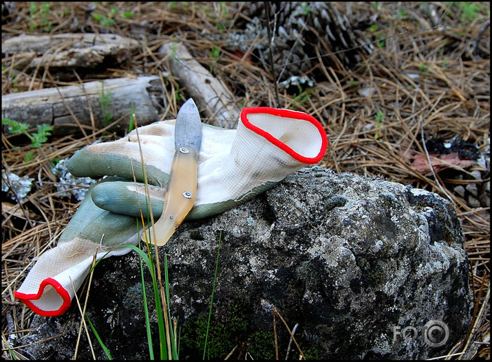 Seenjoshana pavasarii....